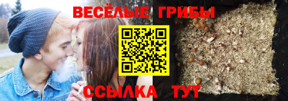 Псилоцибиновые грибы прущие грибы Тихвин